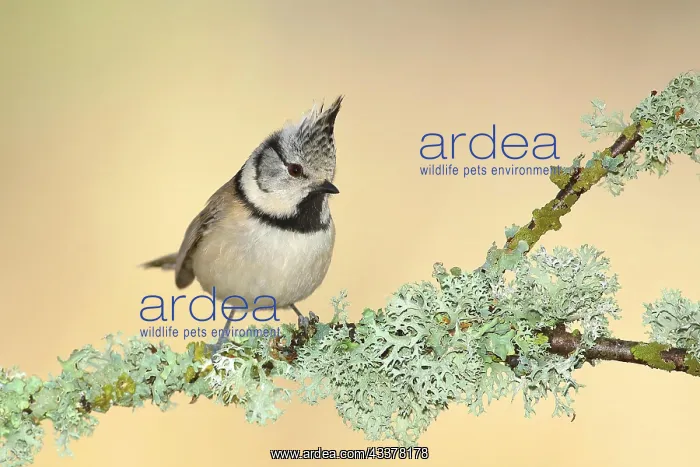 : Crested Tit (Lophophanes cristatus), on a branch : Crested Tit (Lophophanes cristatus), on a branch