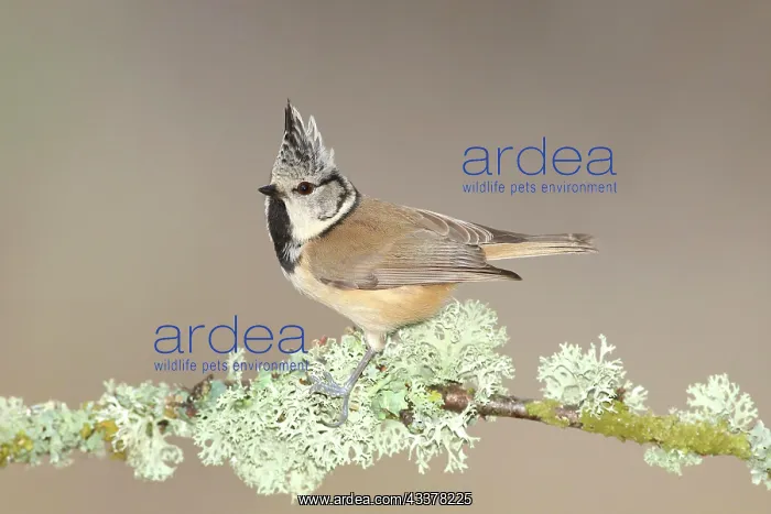 : Crested Tit (Lophophanes cristatus), on a branch : Crested Tit (Lophophanes cristatus), on a branch
