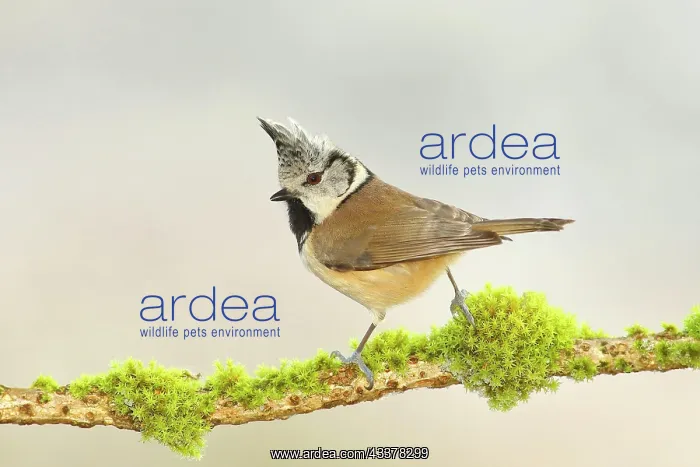 : Crested Tit (Lophophanes cristatus), on a branch : Crested Tit (Lophophanes cristatus), on a branch