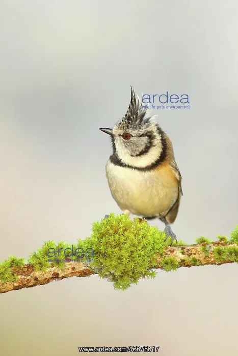 : Crested Tit (Lophophanes cristatus), on a branch : Crested Tit (Lophophanes cristatus), on a branch