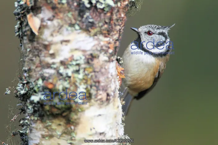 : Crested tit (Lophophanes cristatus), Crested tit : Crested tit (Lophophanes cristatus), Crested tit