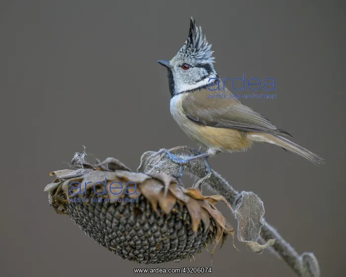 : Crested Tit (Lophophanes cristatus), on faded su : Crested Tit (Lophophanes cristatus), on faded su