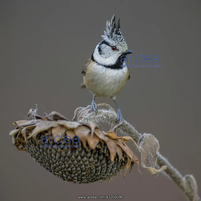 : Crested Tit (Lophophanes cristatus), on faded su : Crested Tit (Lophophanes cristatus), on faded su