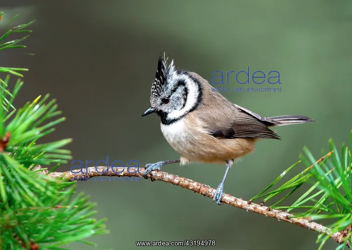 : Crested tit (Lophophanes cristatus) perched on a : Crested tit (Lophophanes cristatus) perched on a