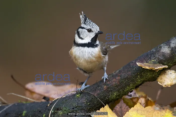 : Crested Tit (Lophophanes cristatus) perched on : Crested Tit (Lophophanes cristatus) perched on