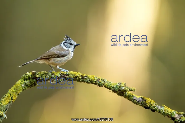 : Crested tit (Lophophanes cristatus) perched on : Crested tit (Lophophanes cristatus) perched on