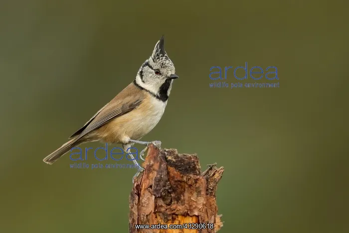 : Crested Tit (Lophophanes cristatus) perched on : Crested Tit (Lophophanes cristatus) perched on