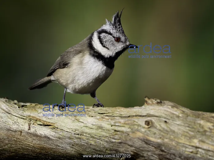 : A Crested Tit (Lophophanes cristatus) perches in : A Crested Tit (Lophophanes cristatus) perches in