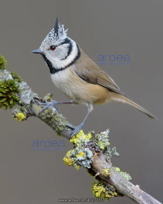 : Crested tit (Lophophanes cristatus), sits on a branch : Crested tit (Lophophanes cristatus), sits on a branch