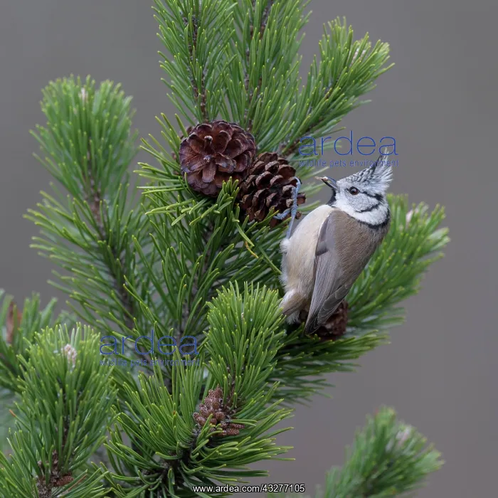 : Crested tit (Lophophanes cristatus), sits on cone : Crested tit (Lophophanes cristatus), sits on cone
