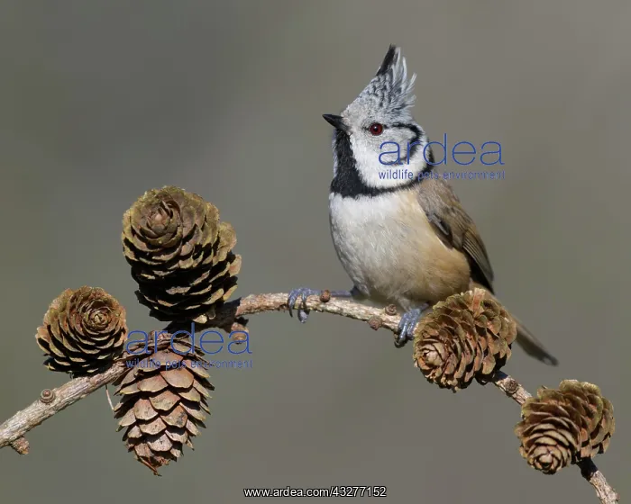 : Crested tit (Lophophanes cristatus), sits on Larches : Crested tit (Lophophanes cristatus), sits on Larches