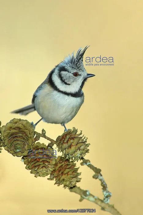 : Crested Tit (Lophophanes cristatus), sitting on : Crested Tit (Lophophanes cristatus), sitting on