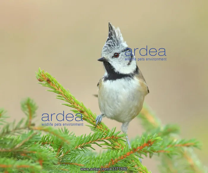 : Crested Tit (Lophophanes cristatus), sitting on : Crested Tit (Lophophanes cristatus), sitting on