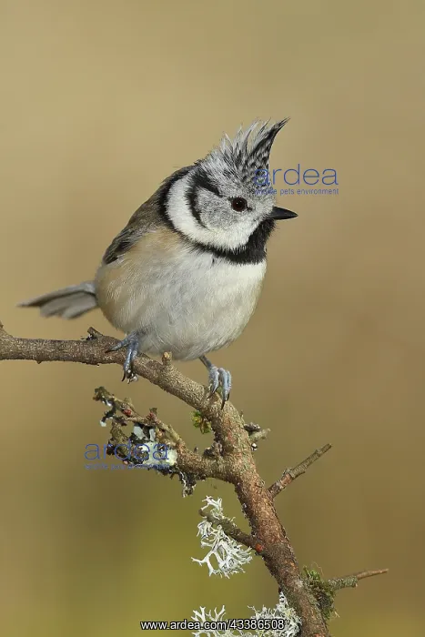 : Crested tit (Lophophanes cristatus), sitting on : Crested tit (Lophophanes cristatus), sitting on