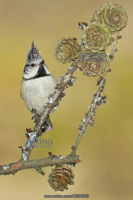: Crested Tit (Lophophanes cristatus), sitting on : Crested Tit (Lophophanes cristatus), sitting on