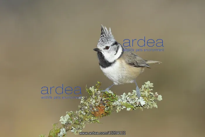 : Crested tit (Lophophanes cristatus), sitting on : Crested tit (Lophophanes cristatus), sitting on