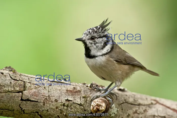: Crested Tit (Lophophanes cristatus). Tuvesj n : Crested Tit (Lophophanes cristatus). Tuvesj n