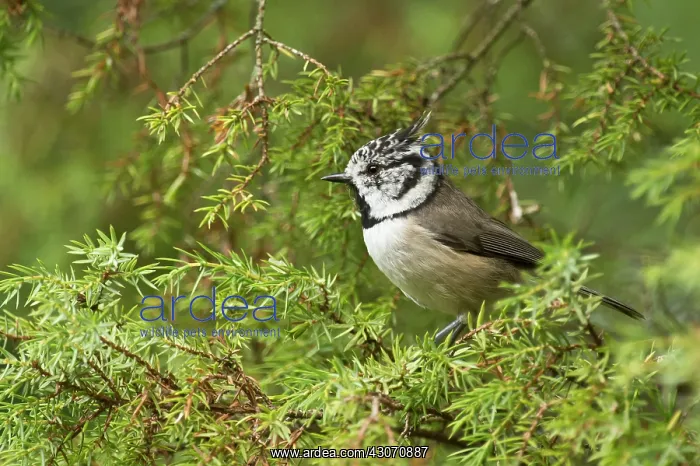 : Crested Tit (Lophophanes cristatus). Tuvesj n : Crested Tit (Lophophanes cristatus). Tuvesj n