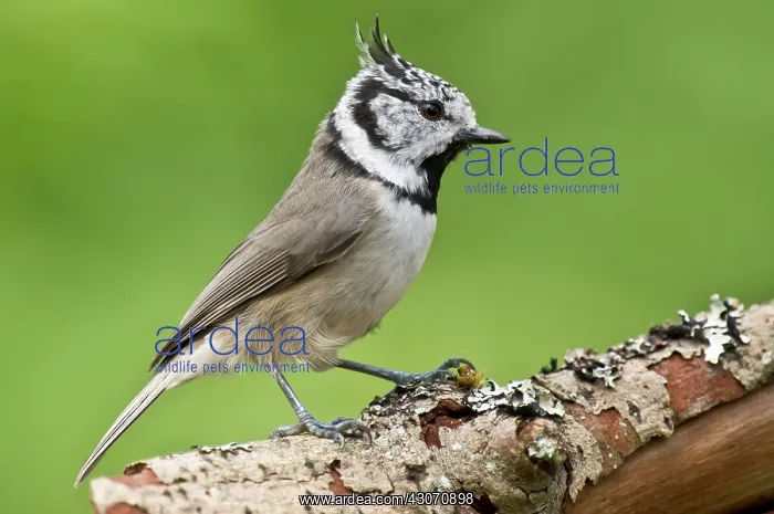 : Crested Tit (Lophophanes cristatus). Tuvesj n : Crested Tit (Lophophanes cristatus). Tuvesj n
