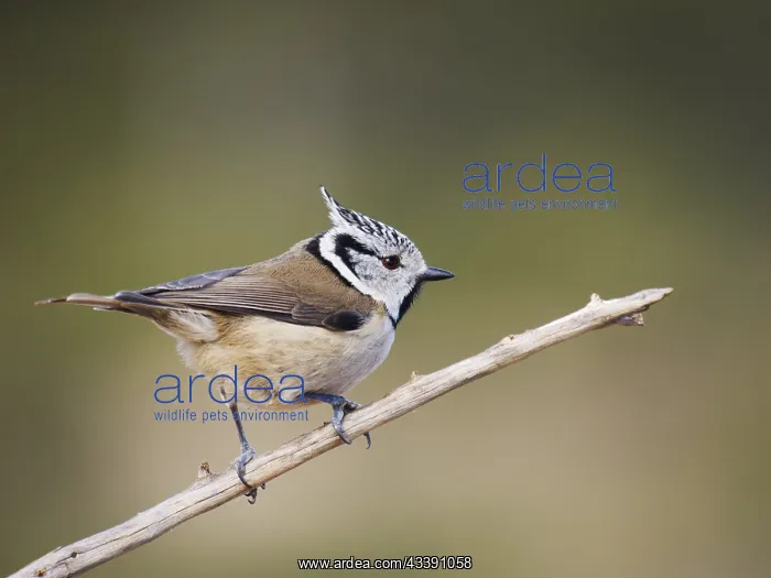 : Crested Tit Lophophanes cristatus Valencia, Spain BI035662 : Crested Tit Lophophanes cristatus Valencia, Spain BI035662