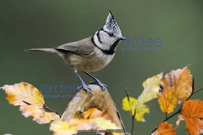: Crested Tit (Lophophanes cristatus), Veluwe, Ge : Crested Tit (Lophophanes cristatus), Veluwe, Ge