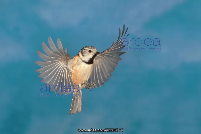 : Crested tit (Parus cristatus) in flight in front : Crested tit (Parus cristatus) in flight in front