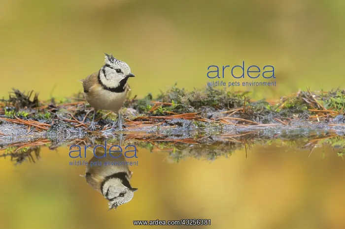 : Crested Tit (Parus cristatus) with refelction a : Crested Tit (Parus cristatus) with refelction a