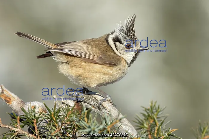 : Crested tit (Parus cristatus), sits on branch of : Crested tit (Parus cristatus), sits on branch of