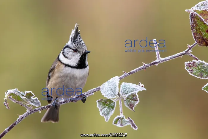 : Crested tit (Parus cristatus), sitting on a blackberry : Crested tit (Parus cristatus), sitting on a blackberry