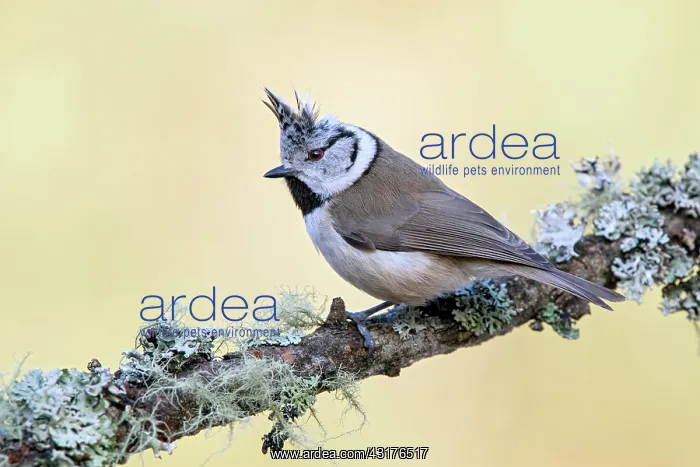 : Crested tit (Parus cristatus), sitting on a branch : Crested tit (Parus cristatus), sitting on a branch