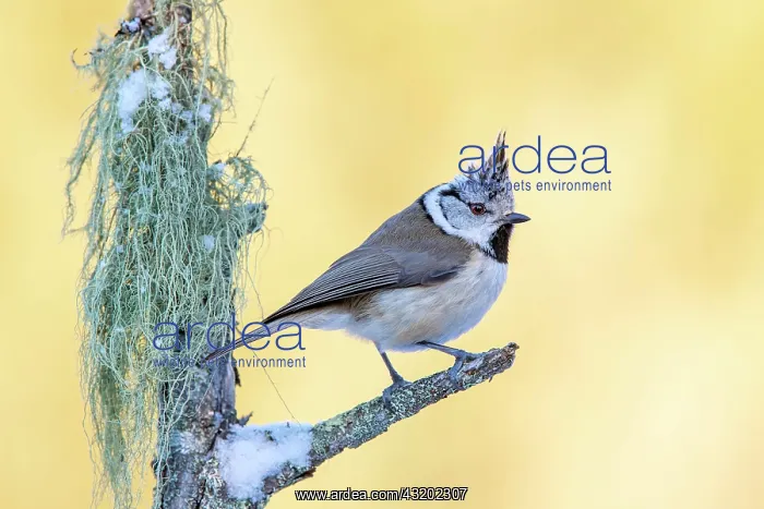 : Crested tit (Parus cristatus), sitting on a branch : Crested tit (Parus cristatus), sitting on a branch