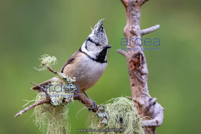 : Crested tit (Parus cristatus), sitting on a branch : Crested tit (Parus cristatus), sitting on a branch