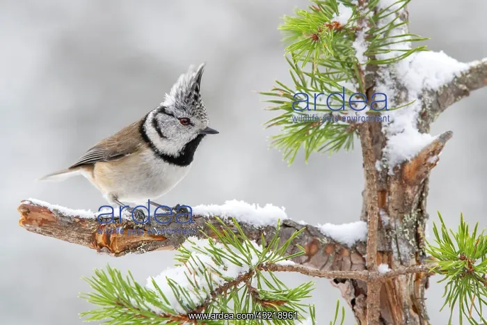 : Crested tit (Parus cristatus), sitting on a branch : Crested tit (Parus cristatus), sitting on a branch