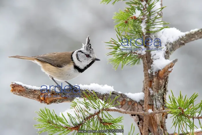 : Crested tit (Parus cristatus), sitting on a branch : Crested tit (Parus cristatus), sitting on a branch