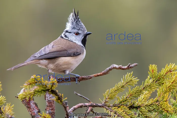 : Crested tit (Parus cristatus), sitting on a branch : Crested tit (Parus cristatus), sitting on a branch