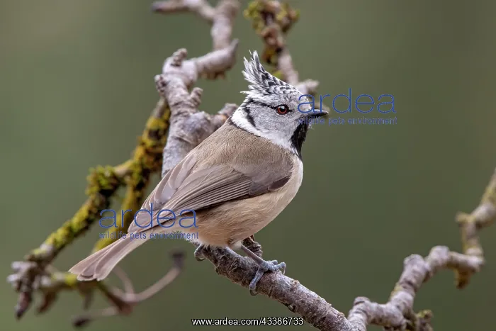 : Crested Tit (Parus cristatus), sitting on a branch, T : Crested Tit (Parus cristatus), sitting on a branch, T