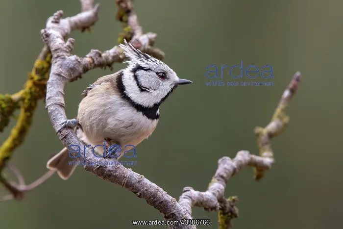 : Crested Tit (Parus cristatus), sitting on a branch, T : Crested Tit (Parus cristatus), sitting on a branch, T