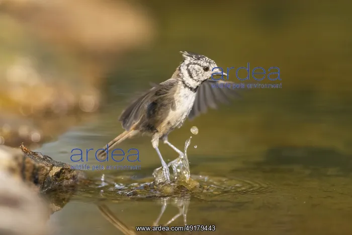 : Crested tit (Parus cristatus) taking a bath in a water pool in flight : Crested tit (Parus cristatus) taking a bath in a water pool in flight
