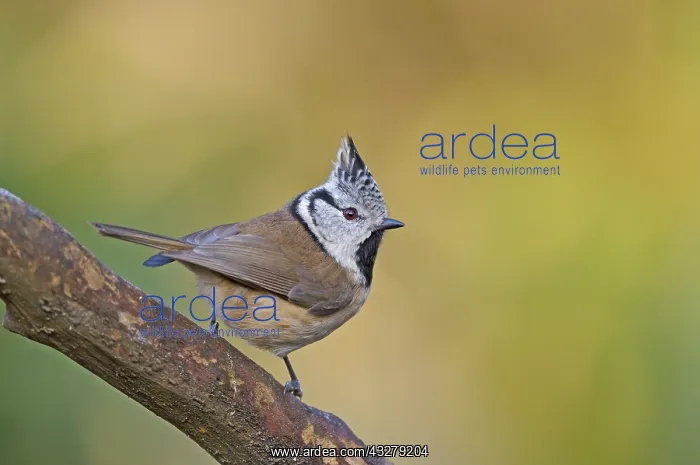 : Crested Tit (Parus cristatus) watching on a bra : Crested Tit (Parus cristatus) watching on a bra