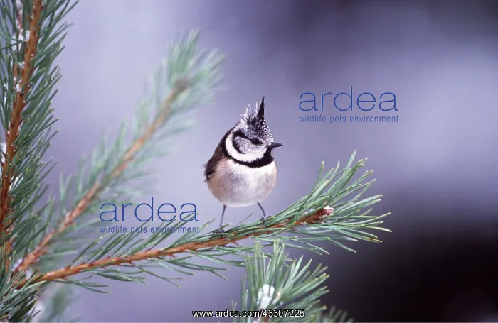 : CRESTED TIT - perched on branch : CRESTED TIT - perched on branch