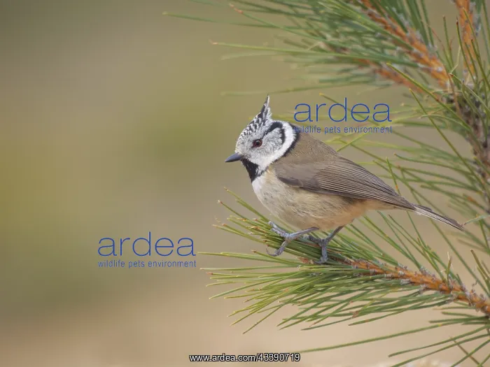 : Crested Tit - on pine tree Lophophanes cristatus : Crested Tit - on pine tree Lophophanes cristatus