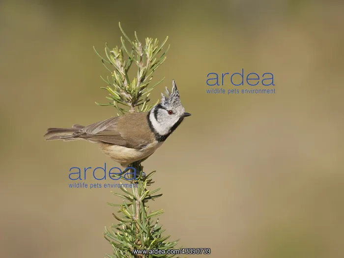 : Crested Tit - on rosemary Lophophanes cristatus : Crested Tit - on rosemary Lophophanes cristatus