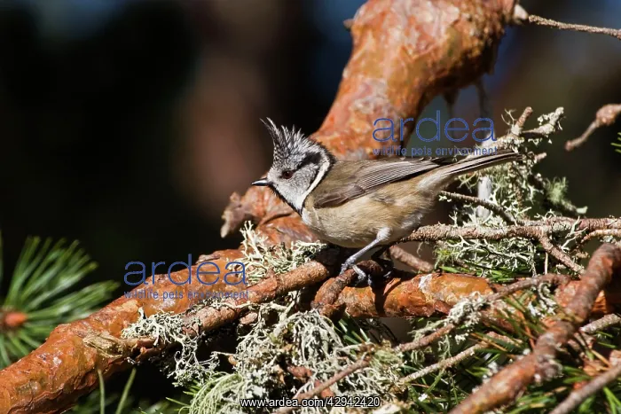 : Crested Tit - In Scots Pine : Crested Tit - In Scots Pine