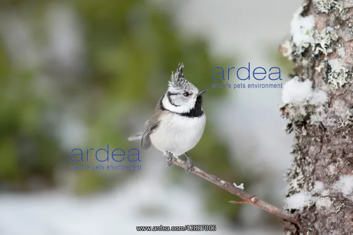 : Crested Tit - snow : Crested Tit - snow