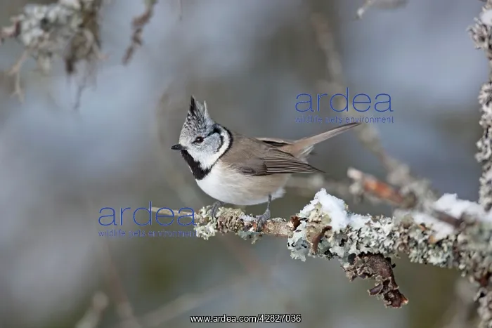 : Crested Tit - snow : Crested Tit - snow