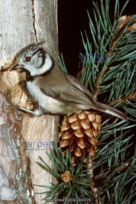 : CRESTED TIT - on tree : CRESTED TIT - on tree