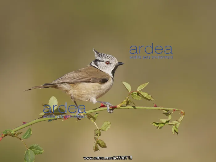 : Crested Tit - on wild rose Lophophanes cristatus : Crested Tit - on wild rose Lophophanes cristatus