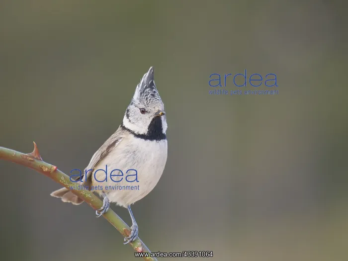 : Crested Tit - on wild rose Lophophanes cristatus : Crested Tit - on wild rose Lophophanes cristatus