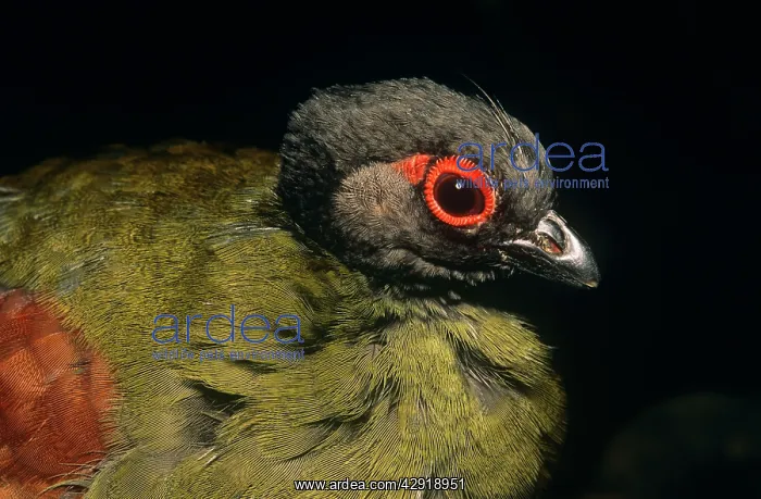 : Crested Wood Partridge - female : Crested Wood Partridge - female
