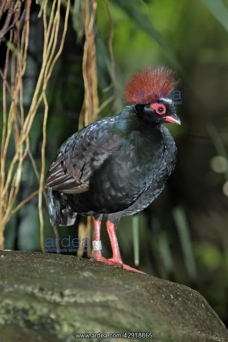 : Crested Wood-partridge - male bird : Crested Wood-partridge - male bird